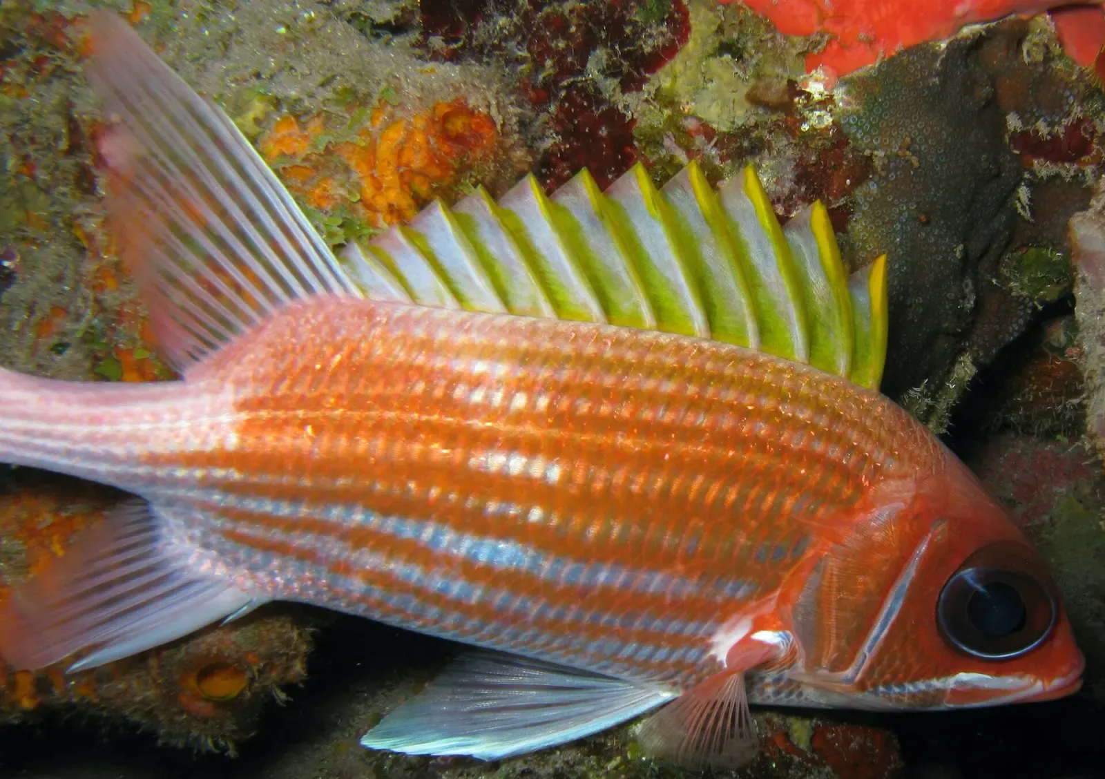 A squirrelfish sheltering among reef crevices off Saba