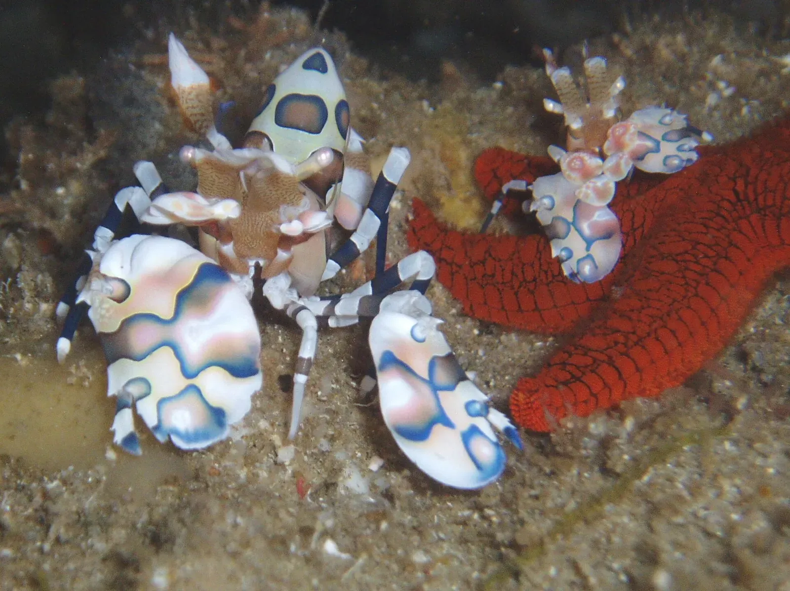 A pair of harlequin shrimp feed on a red starfish on a reef near Tofo.