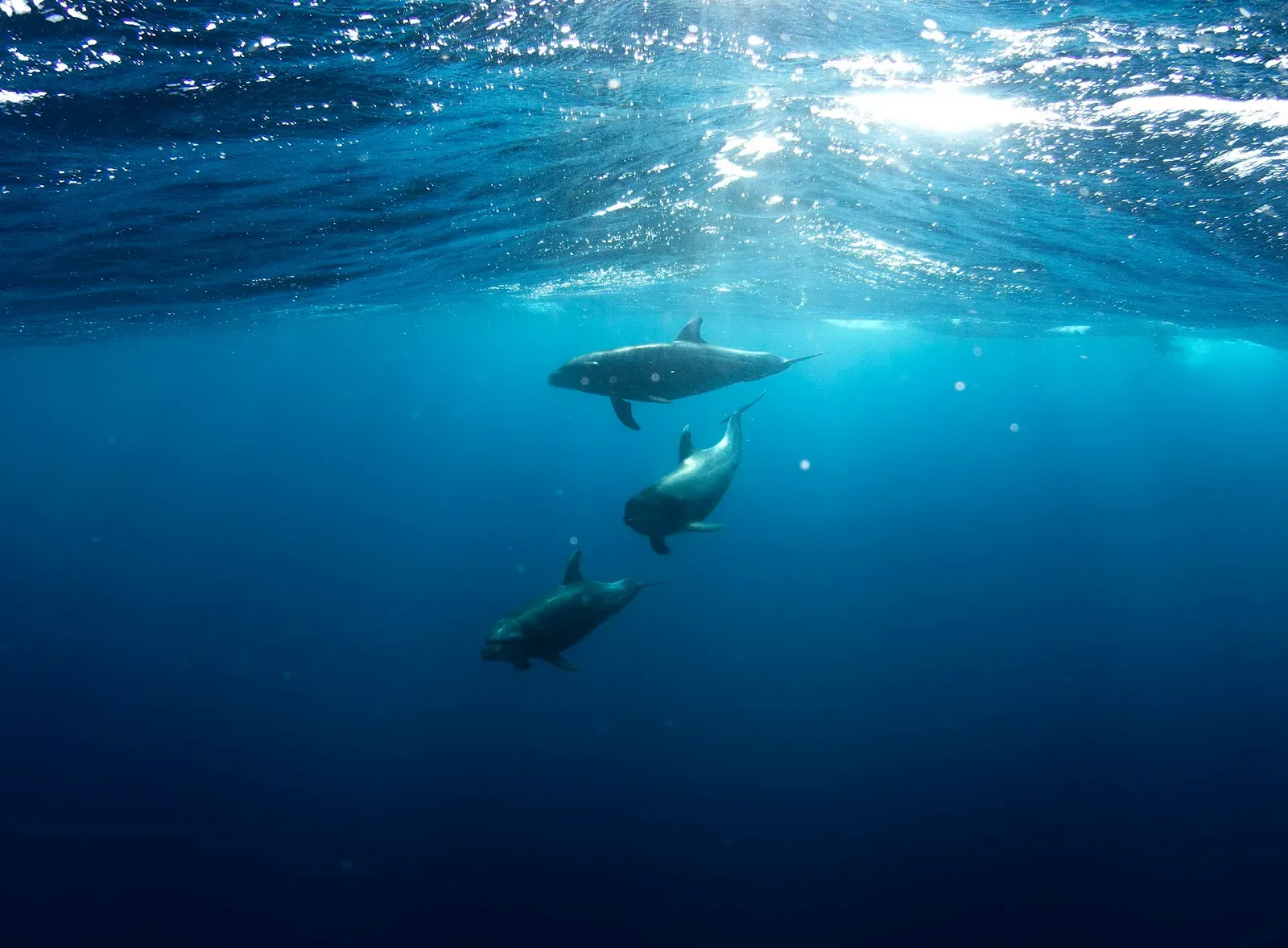 A pod of dolphins swims through sunlit open water near Isla Socorro, Mexico