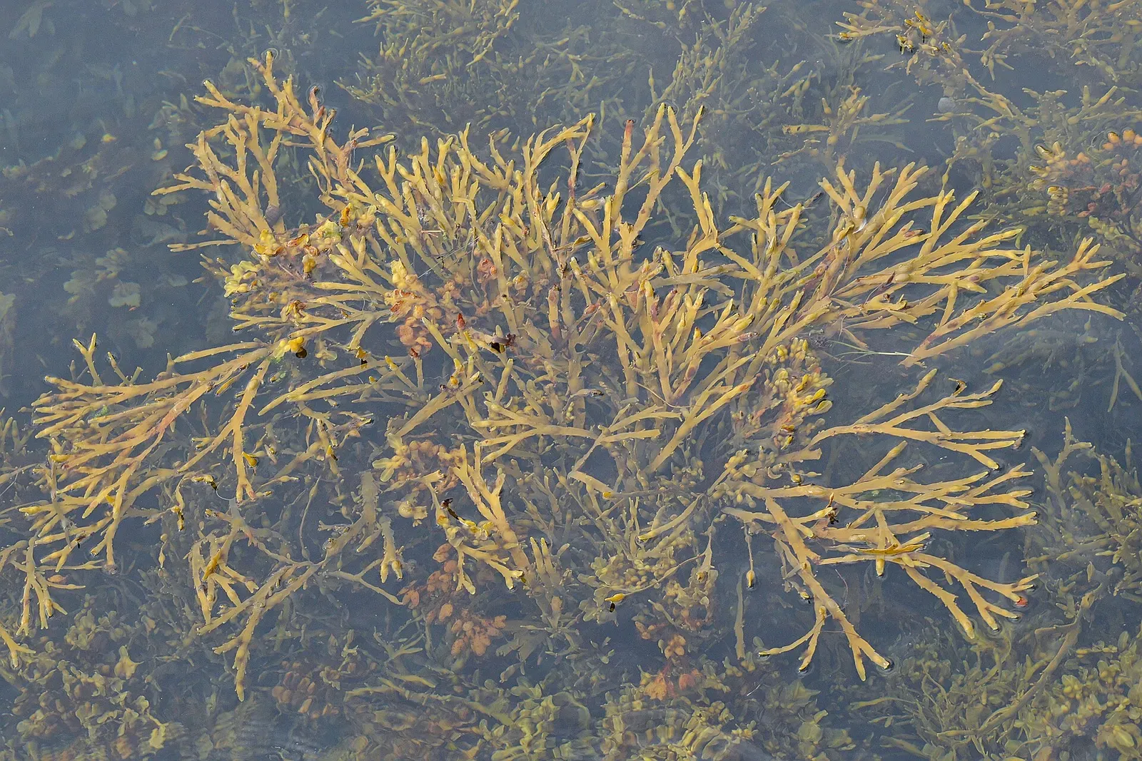 Golden knotted wrack seaweed sways in the shallow, current-scoured water at the edge of the Saltstraumen strait