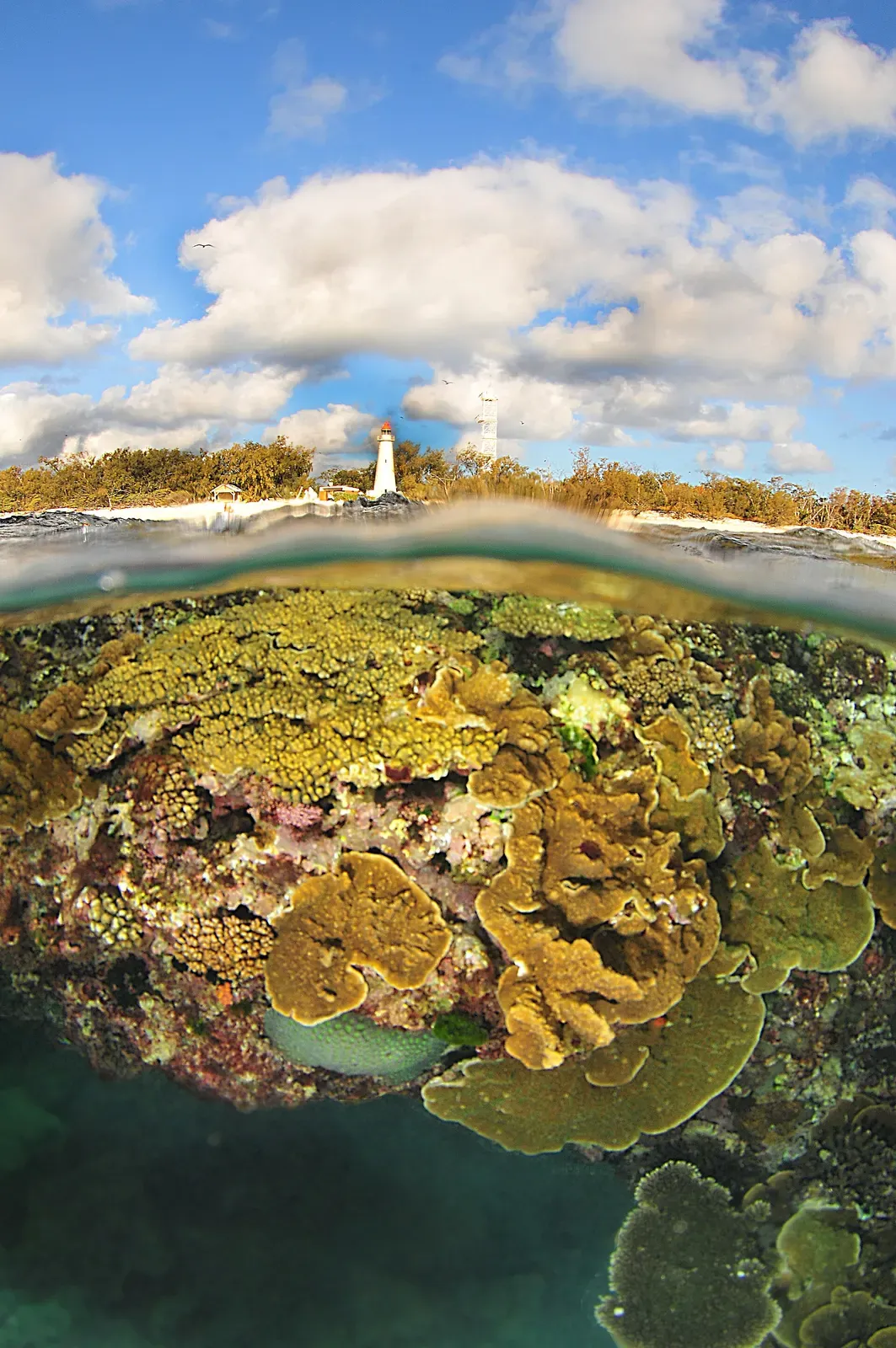 Split-level view showing the island's lighthouse above and hard coral below the waterline.