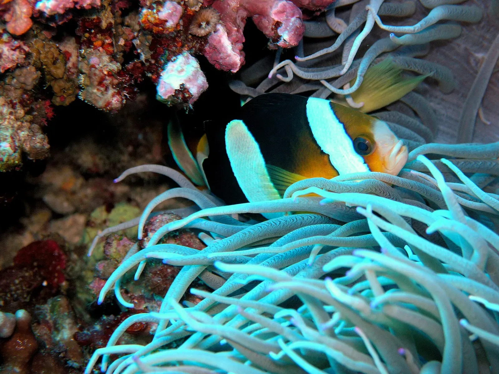 A striped anemonefish peers out from a cluster of pale teal anemone tentacles.