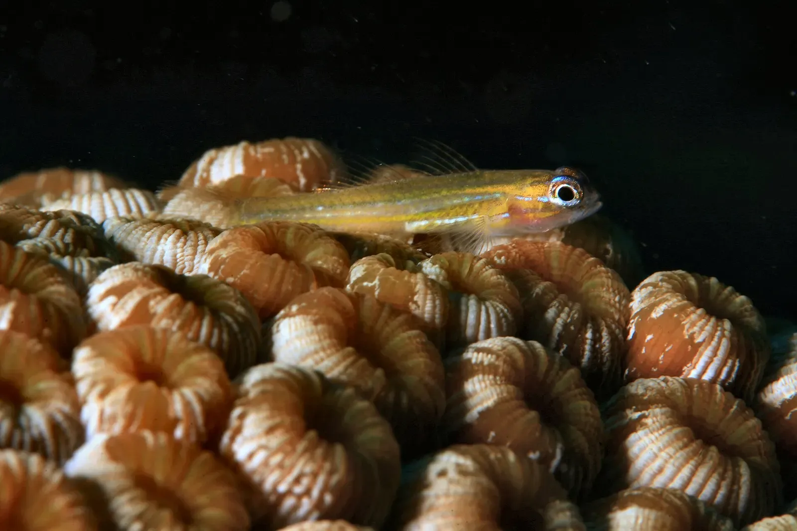 A peppermint goby perches on great star coral on a Curaçao reef