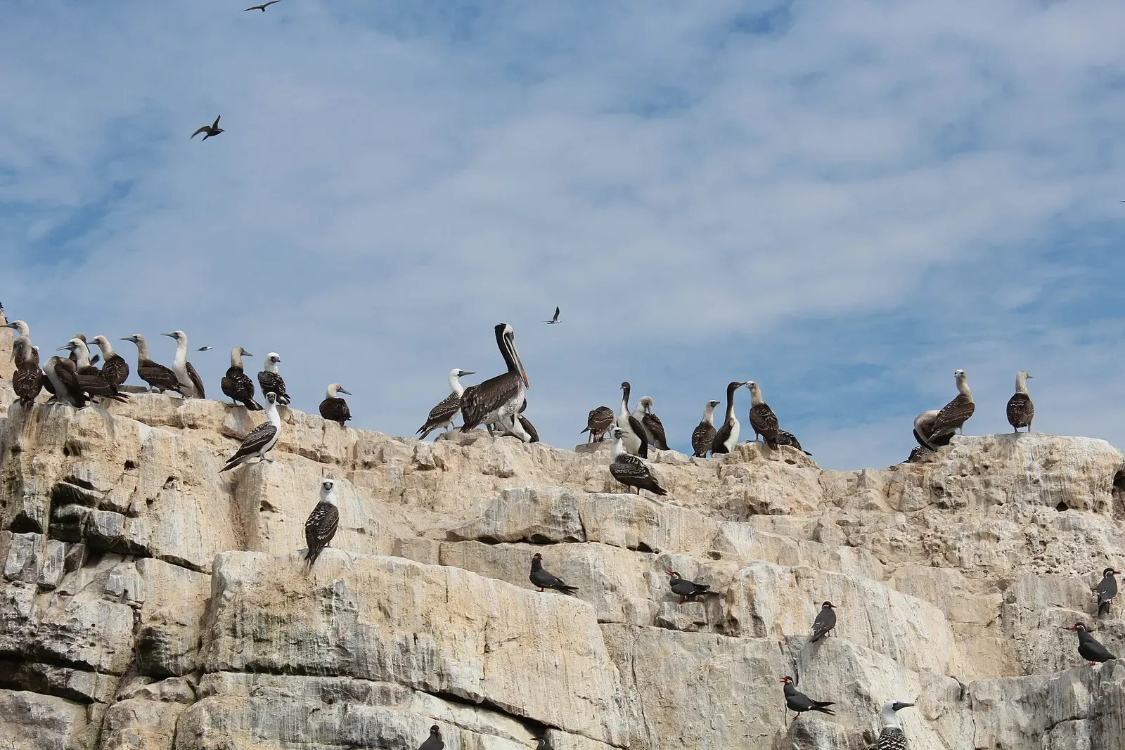 Pelicans and cormorants perched on a rocky outcrop above the sea near the Palomino islands