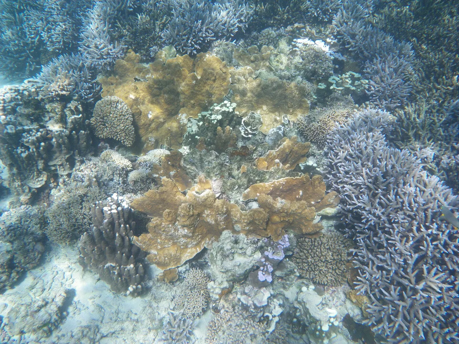 A black and yellow reef fish swims over a sandy lagoon bottom at North Bay, Lord Howe Island