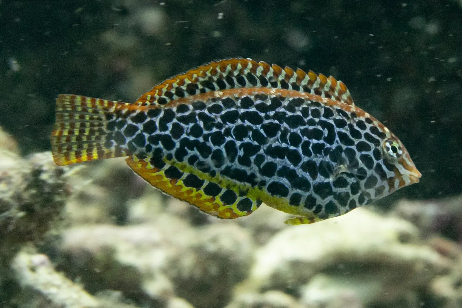 A leopard wrasse shows its reticulated black-and-white pattern on the reef at Rainbow Reef, Fiji