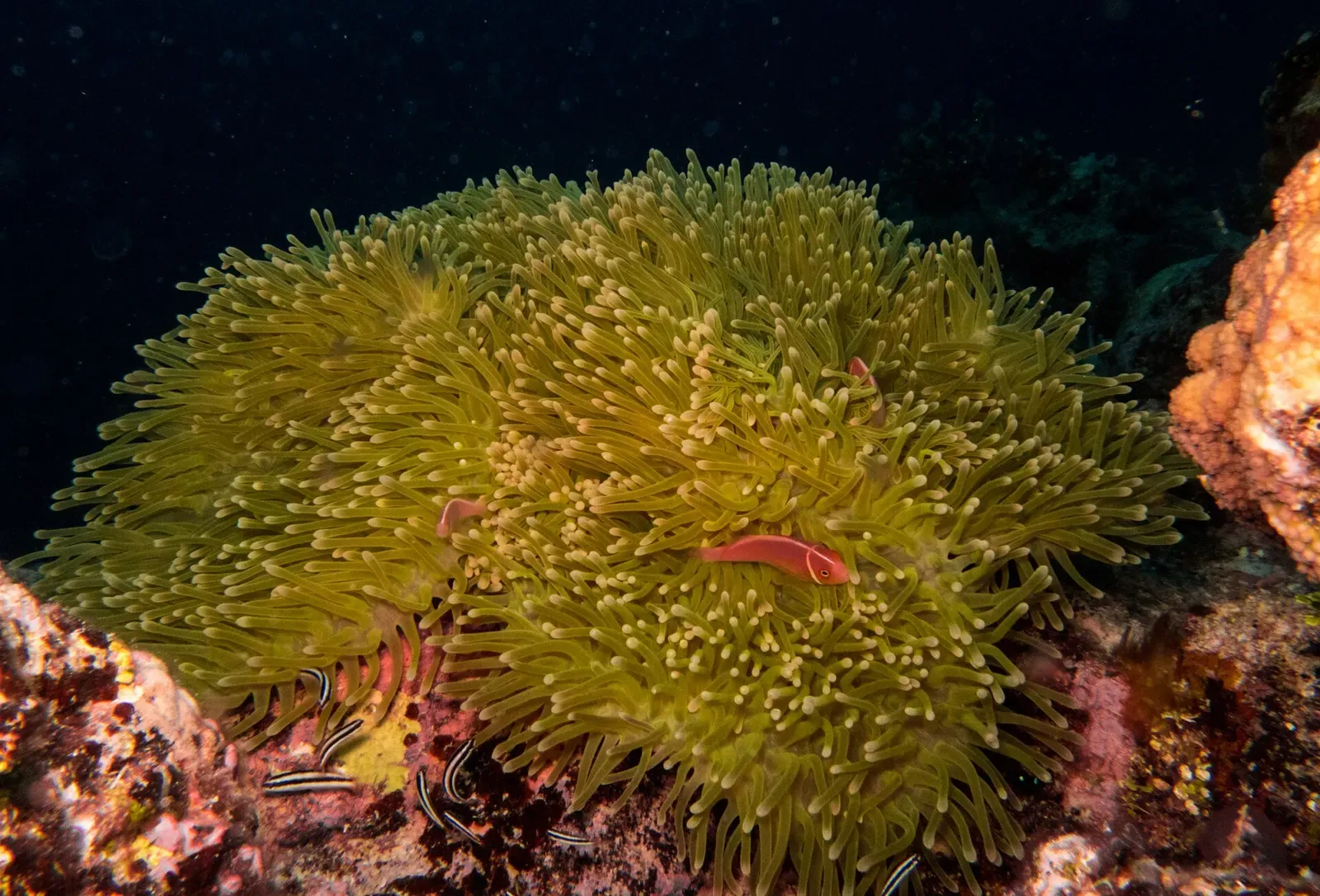 Pink anemonefish nestle among the tentacles of a magnificent sea anemone at Osprey Reef