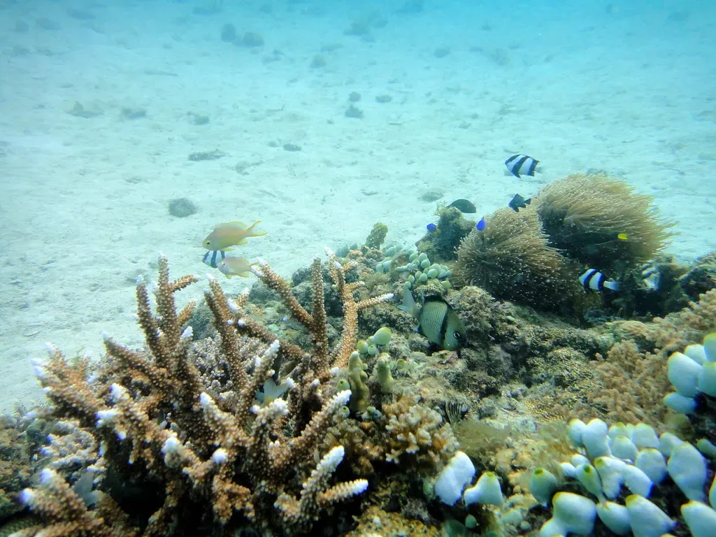 Staghorn coral and small reef fish over a sandy bottom off Malapascua island.