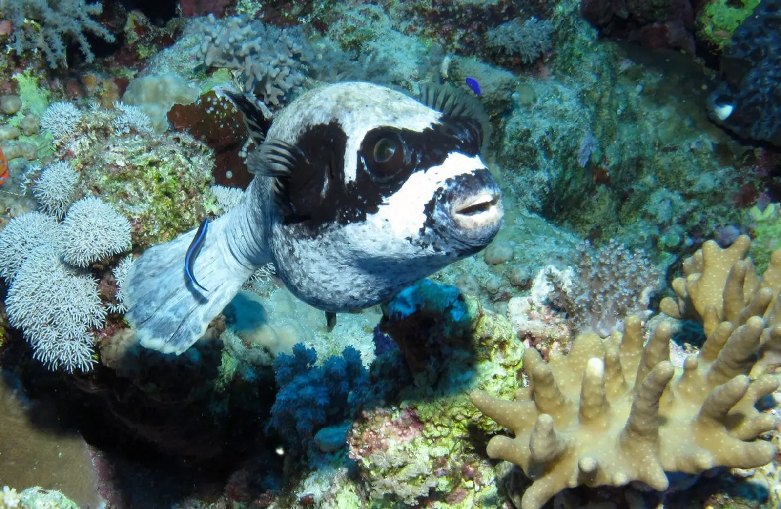 A masked puffer peers out from a reef crevice at Dangerous Reef, St John's Reefs