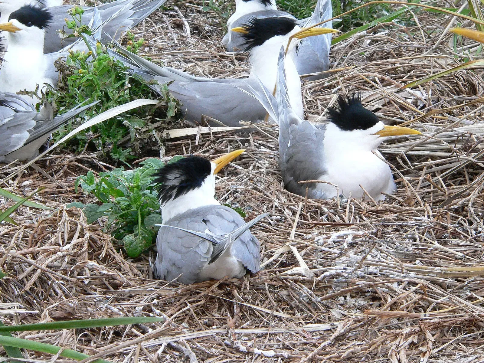 Crested terns nesting in grass on Montague Island, home to the island's seal haul-out