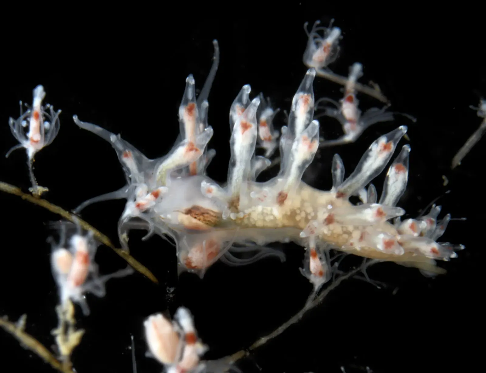 Translucent nudibranch with slender orange-tipped cerata on a branching hydroid