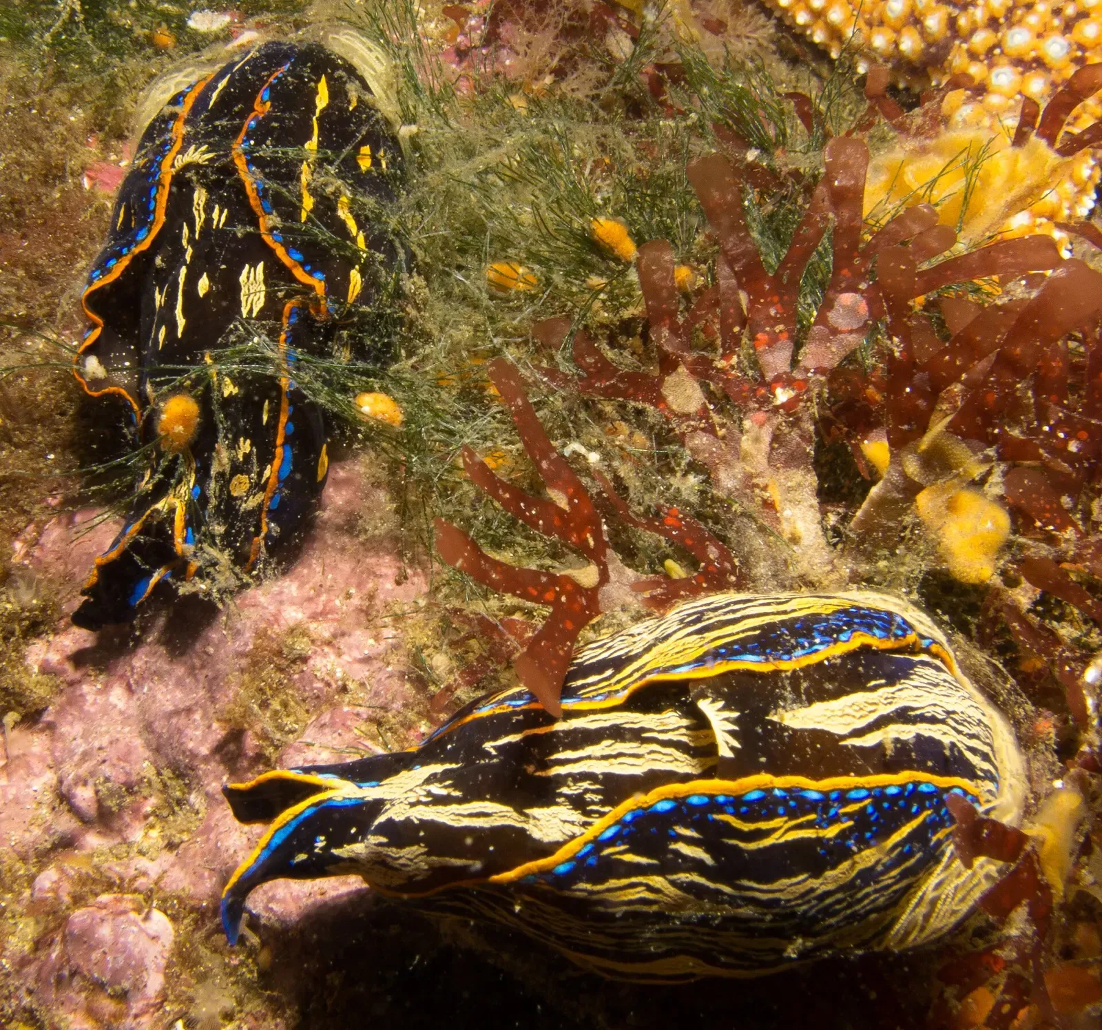 Two Navanax inermis sea slugs crawl over a rocky reef on a Channel Islands dive trip