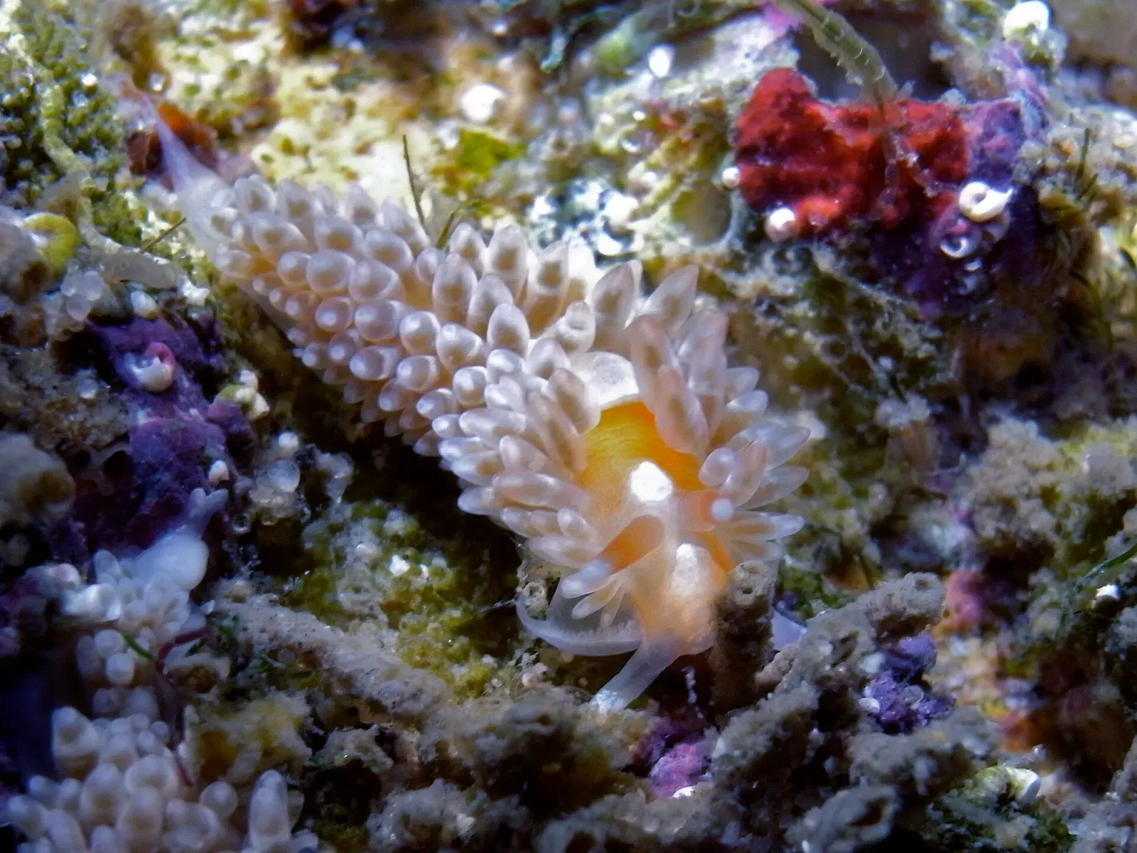 A Baeolidia australis nudibranch crawls over sponge and anemone at Fly Point