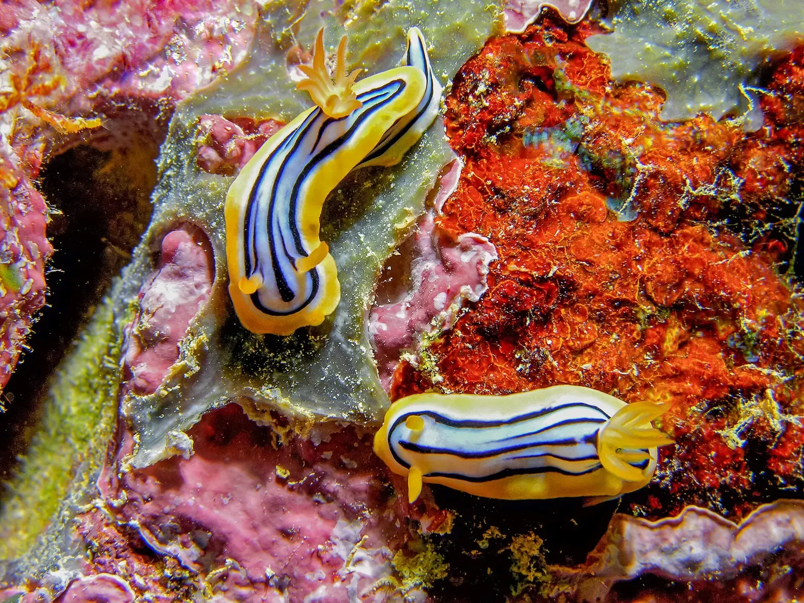 Pair of yellow-and-blue nudibranchs on orange coral at Manta Ray Bay, Yap