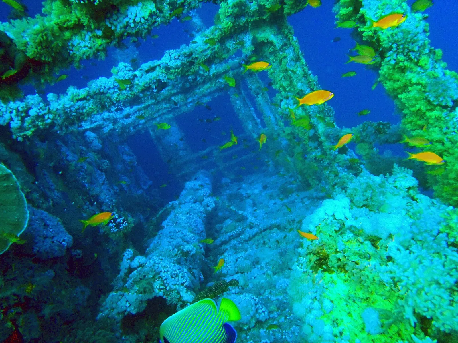 Reef fish swarm the sunken superstructure of the Numidia wreck at Big Brother Island