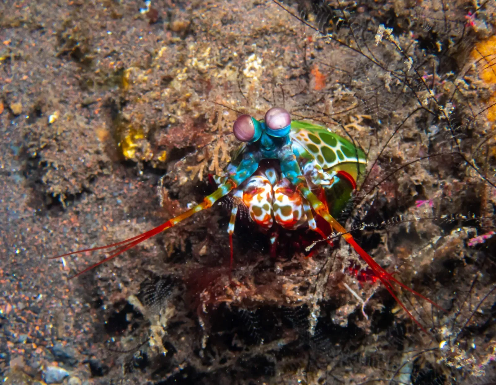 Peacock mantis shrimp with iridescent eyes emerges from a coral rubble burrow