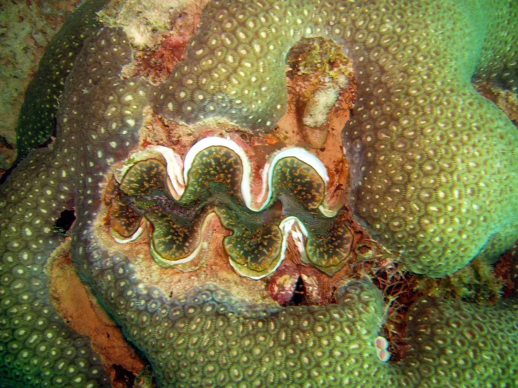 A giant clam with a wavy green and gold mantle is embedded in coral off Mafia Island