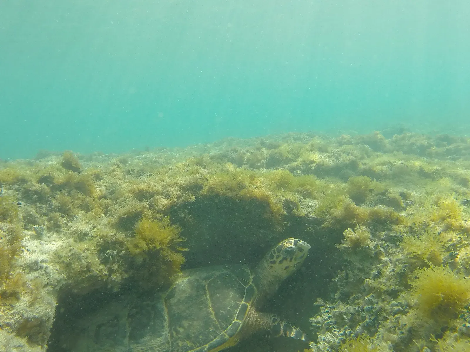 A sea turtle glides over an algae-covered reef at Abrolhos Marine National Park