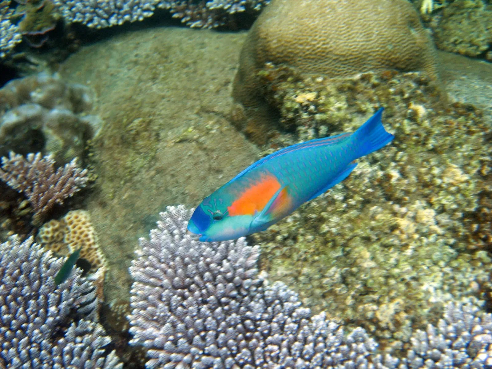 A blue and orange parrotfish swims over coral just off Tioman's shore
