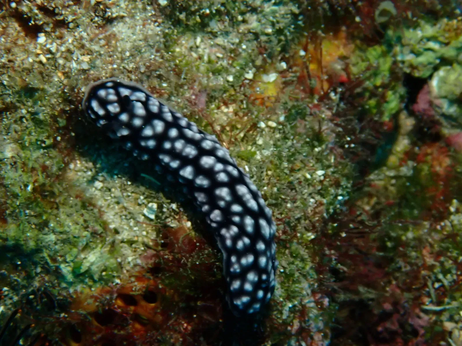 Black wart slug covered in white pustules on the reef at Xiaoliuqiu, Taiwan