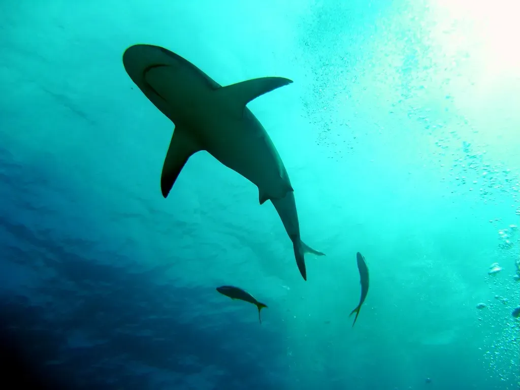 A Caribbean reef shark glides overhead in silhouette, flanked by two small jacks.