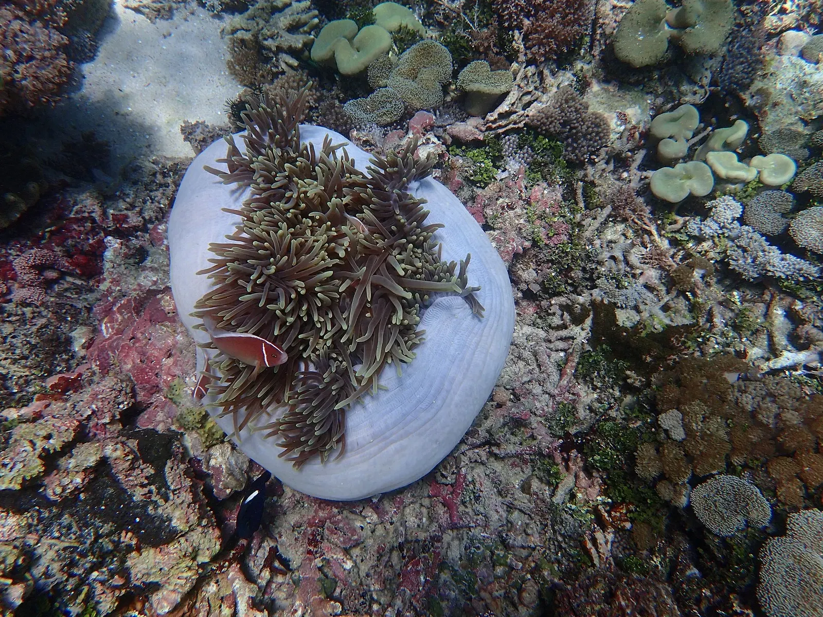 A pink anemonefish shelters in a pale sea anemone on a shallow reef at Pink Beach.