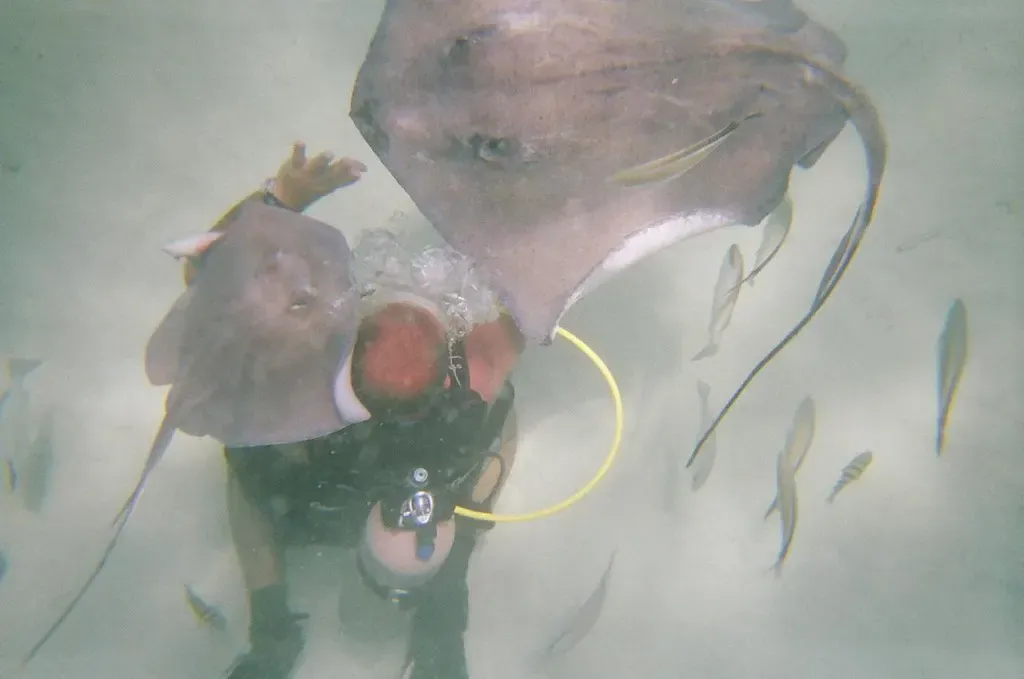 A diver holds a southern stingray close to their face in shallow water