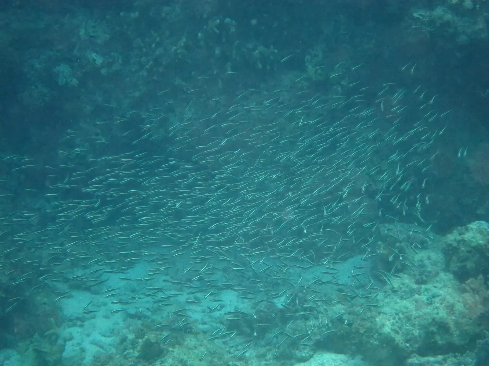 Dense ball of striped eel catfish swirling over the sandy sea floor