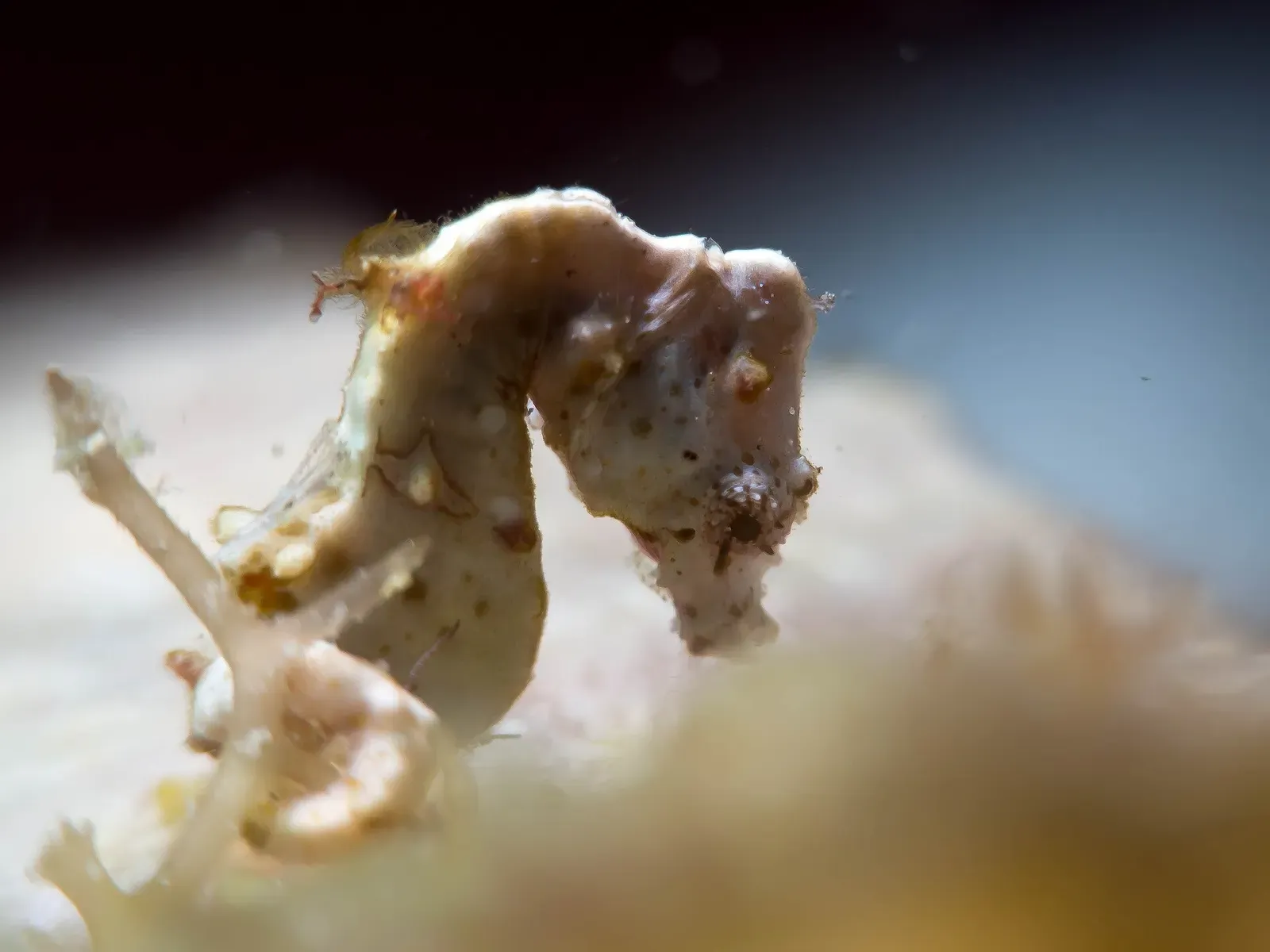 A Pontoh's pygmy seahorse clings to a sea whip off Romblon.