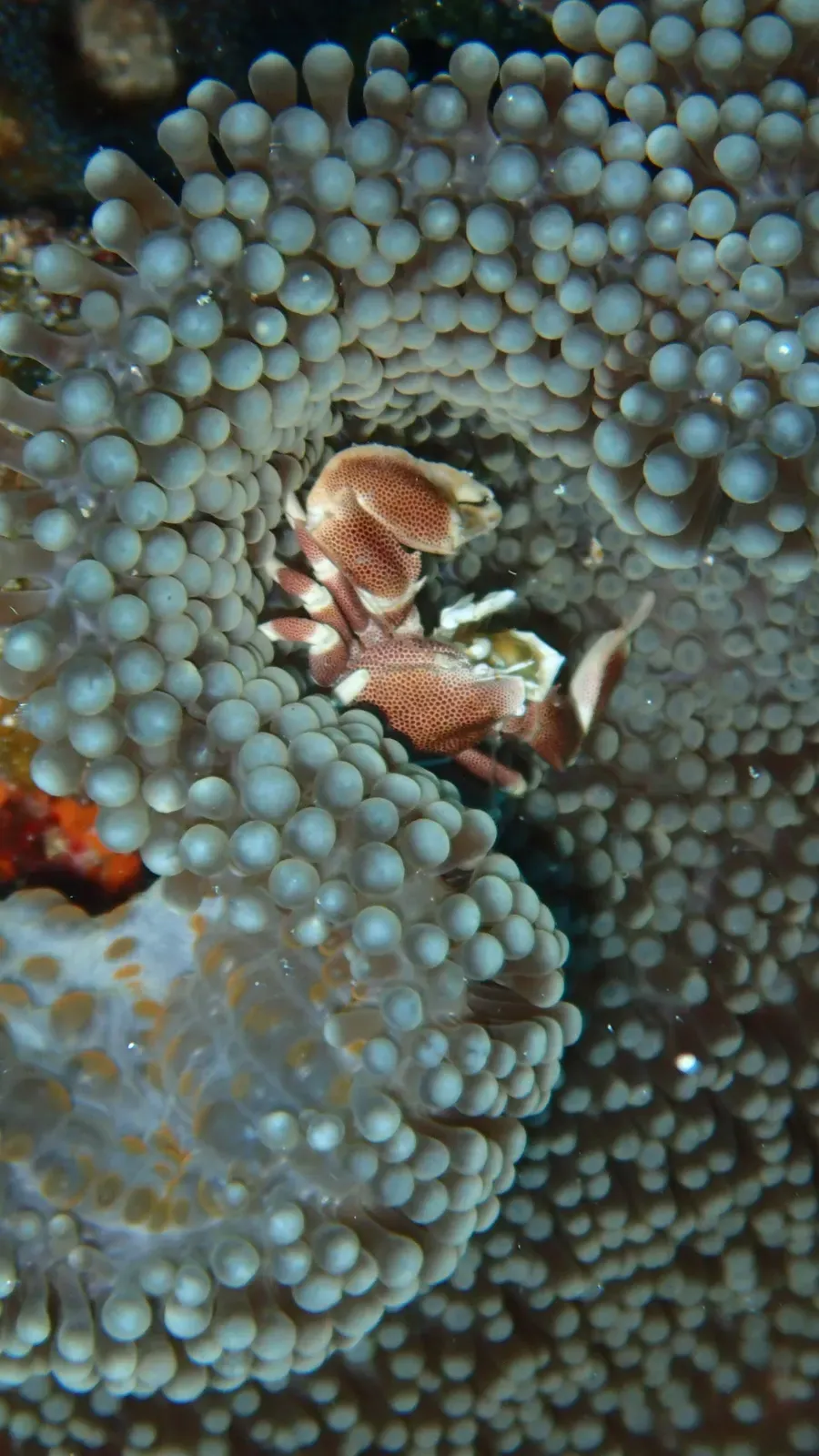 A porcelain crab shelters among the tentacles of a sea anemone on a reef at Mnemba Atoll