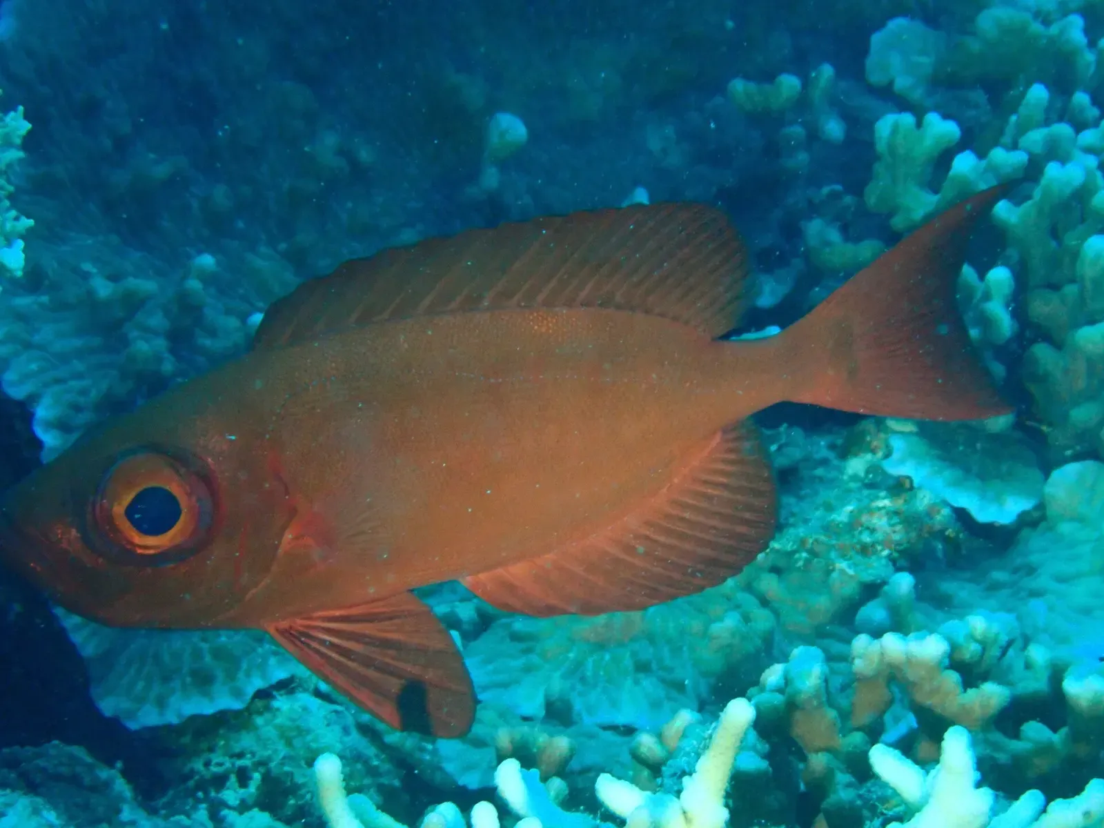 A crescent-tail bigeye hovers near coral in the waters off Beqa Lagoon