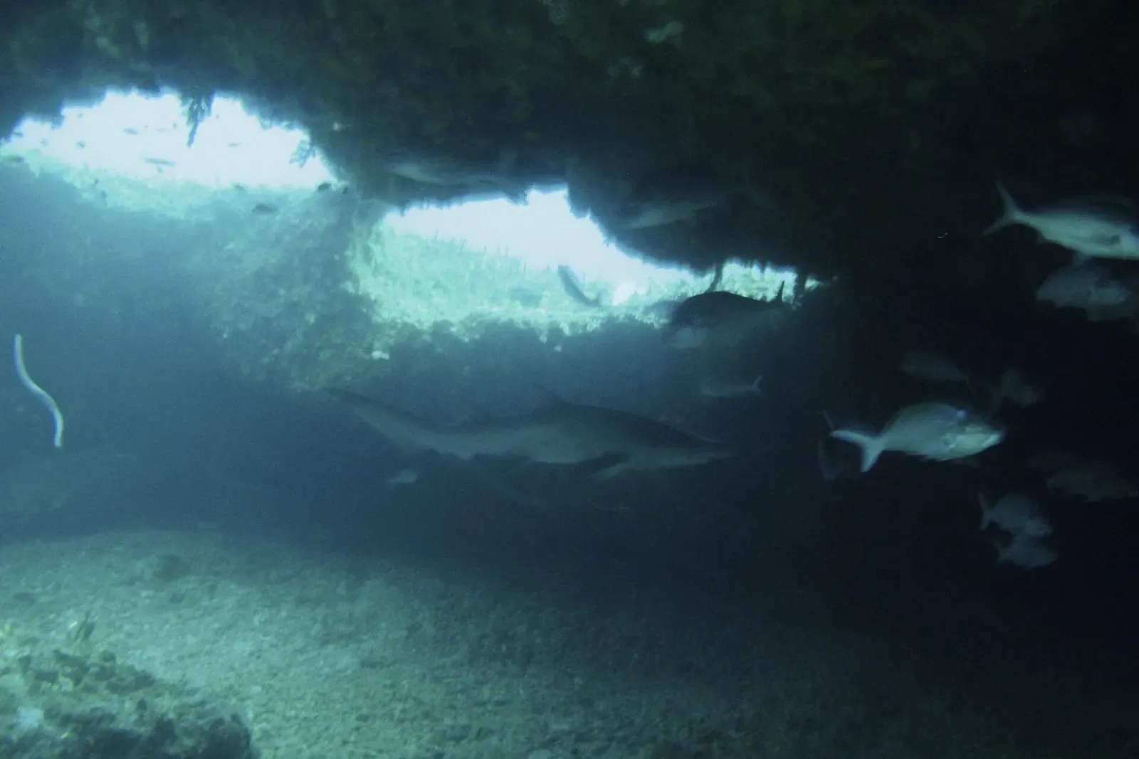 Sharks swim beneath a rocky overhang inside a cave at Protea Banks