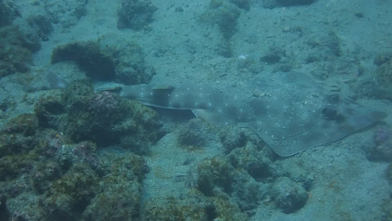 A guitarfish rests on a rocky, sand-dusted seabed in green-tinted water.