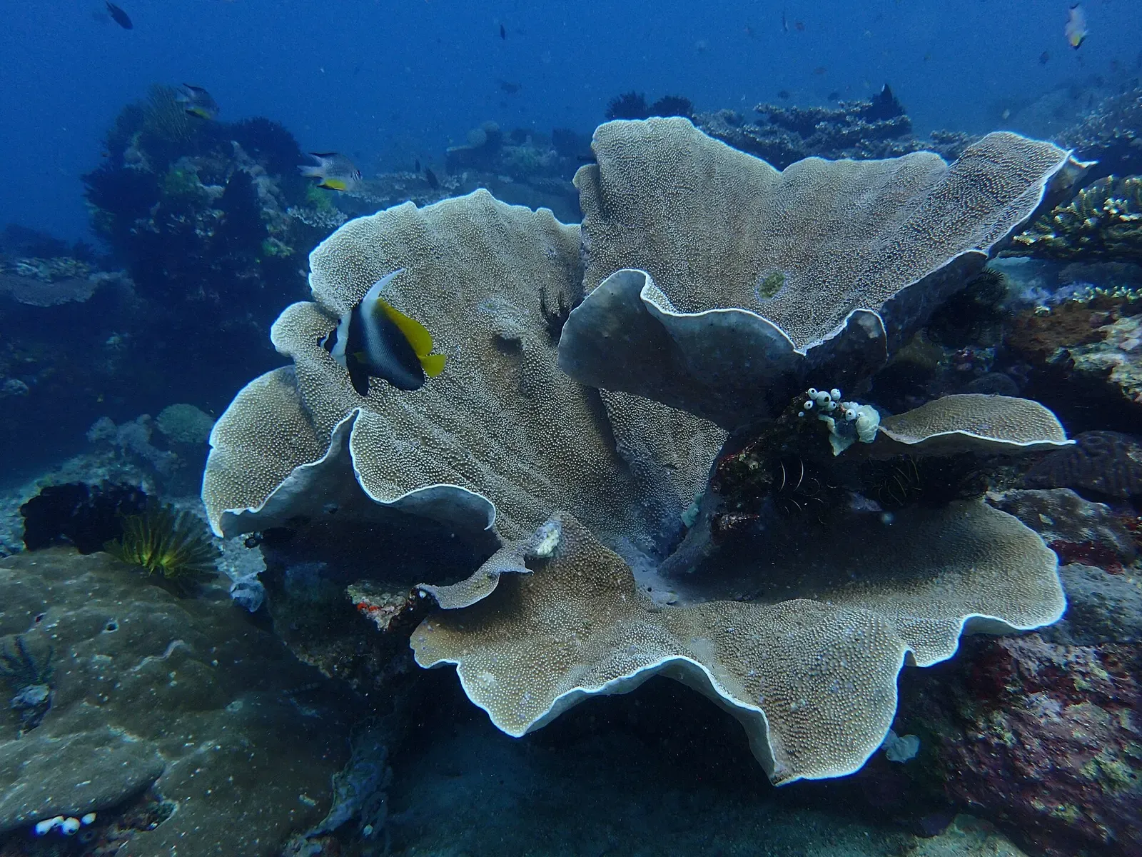 A butterflyfish swims through the folds of a massive cabbage coral formation.