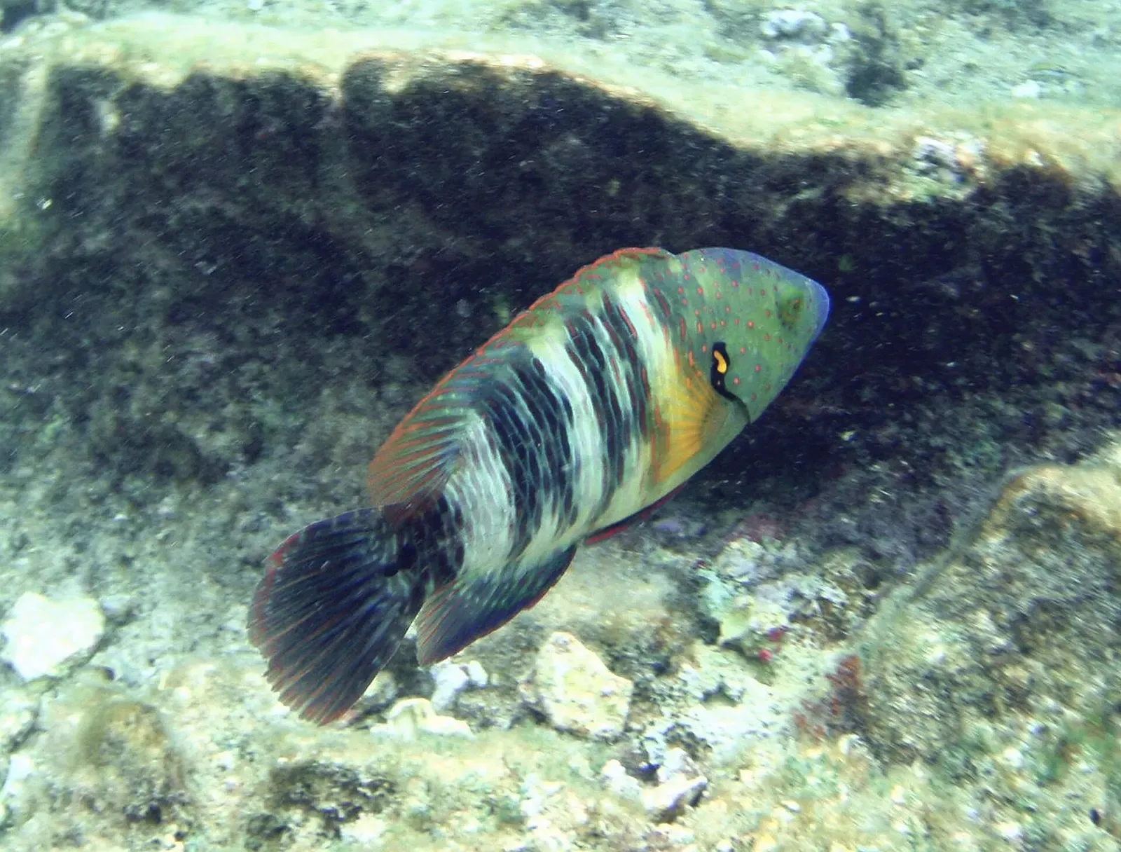 A spotted wrasse swims across the reef in Ras Mohammed National Park, Sharm El Sheikh.