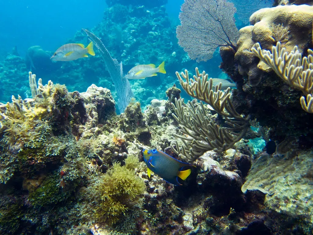 A wide coral reef scene near Utila with sea fans and fish over the reef structure.
