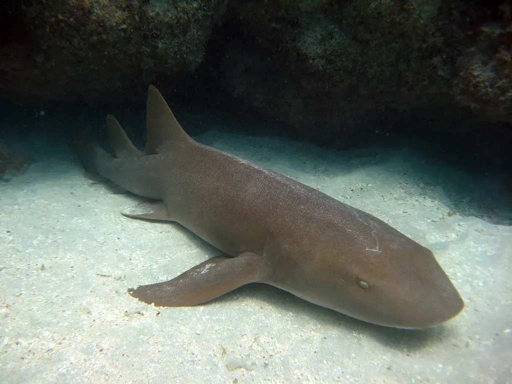 A nurse shark rests on the sandy bottom beneath a coral ledge off St. Croix.