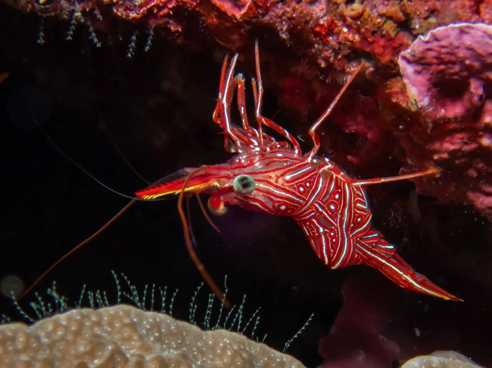 A dancing shrimp displays its long antennae and banded legs on the reef at Hin Daeng