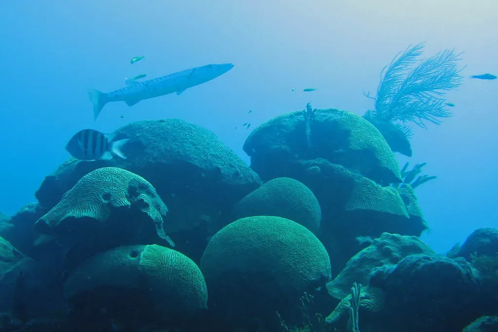 A barracuda hangs over mounds of coral thick with sponge and small reef fish off Bermuda.