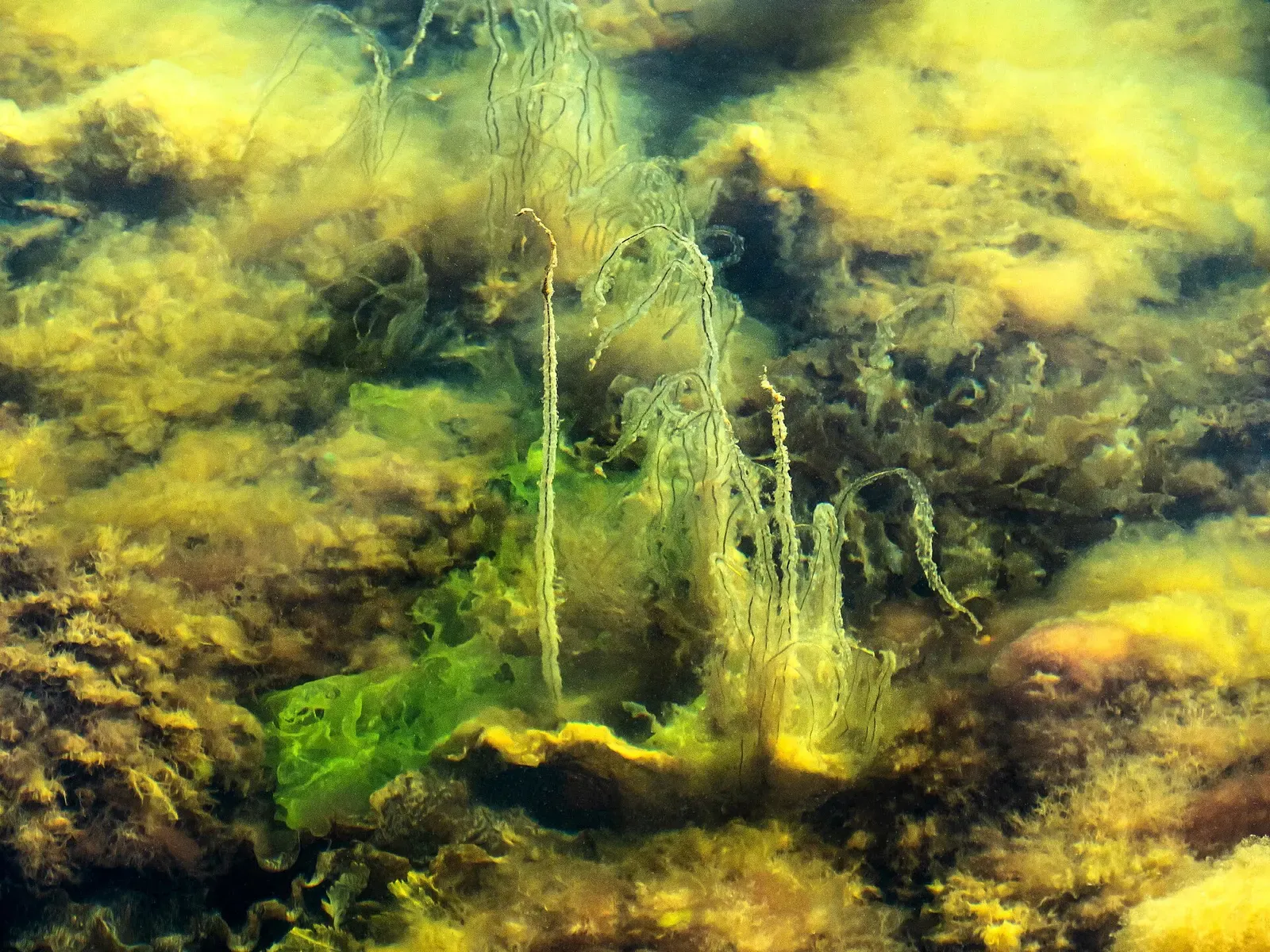 Strands of dead man's rope and sea lettuce growing over submerged rock near Lysekil
