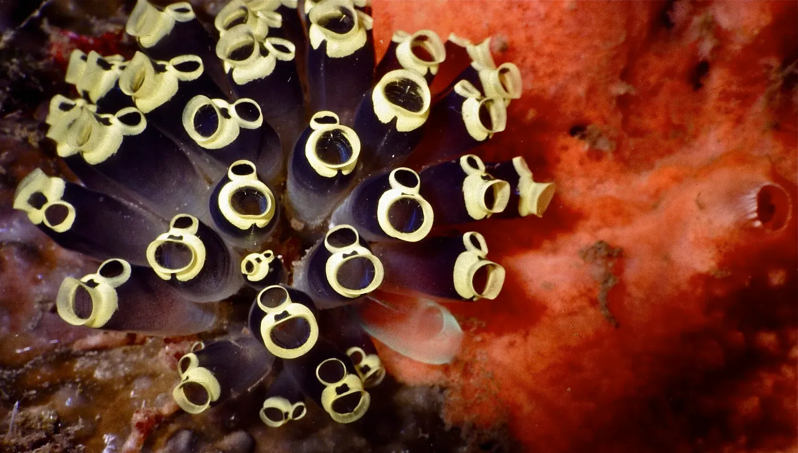 A cluster of dark sea squirts with pale golden siphons growing on a red sponge.