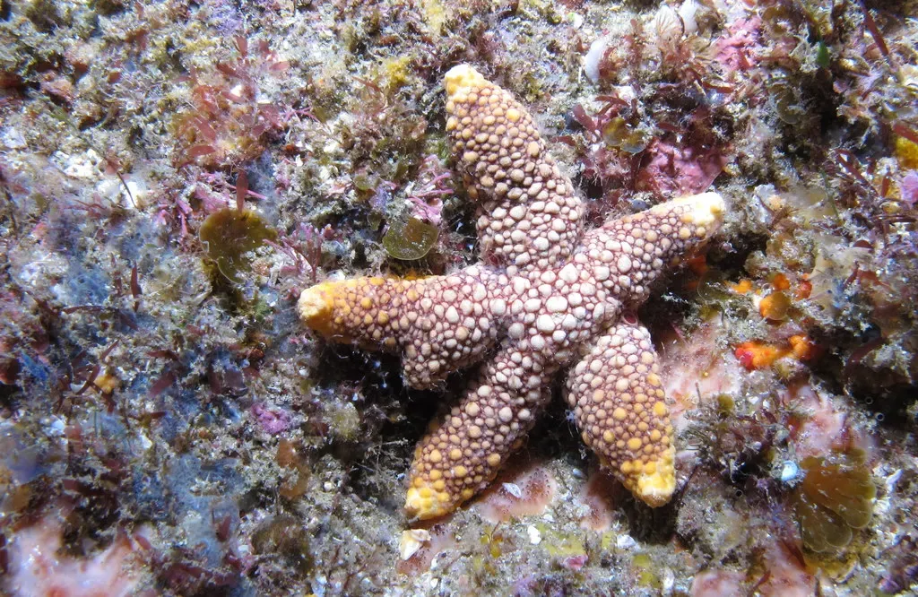A spiny, mottled sea star rests on encrusted rock at Aliwal Shoal.