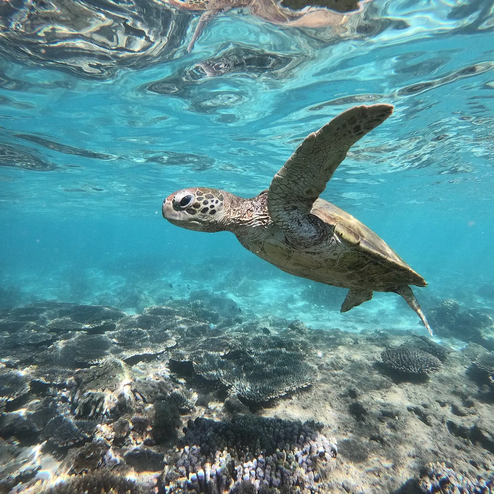 A green sea turtle glides through the clear shallows of Ningaloo Reef near Coral Bay.