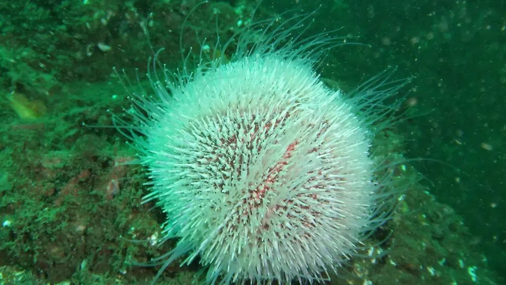 A pale, long-spined sea urchin sits on green-tinted rock underwater