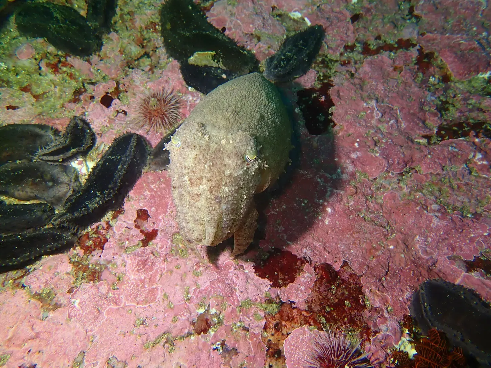A patchwork cuttlefish rests camouflaged against encrusted reef rock off the Cape Peninsula.
