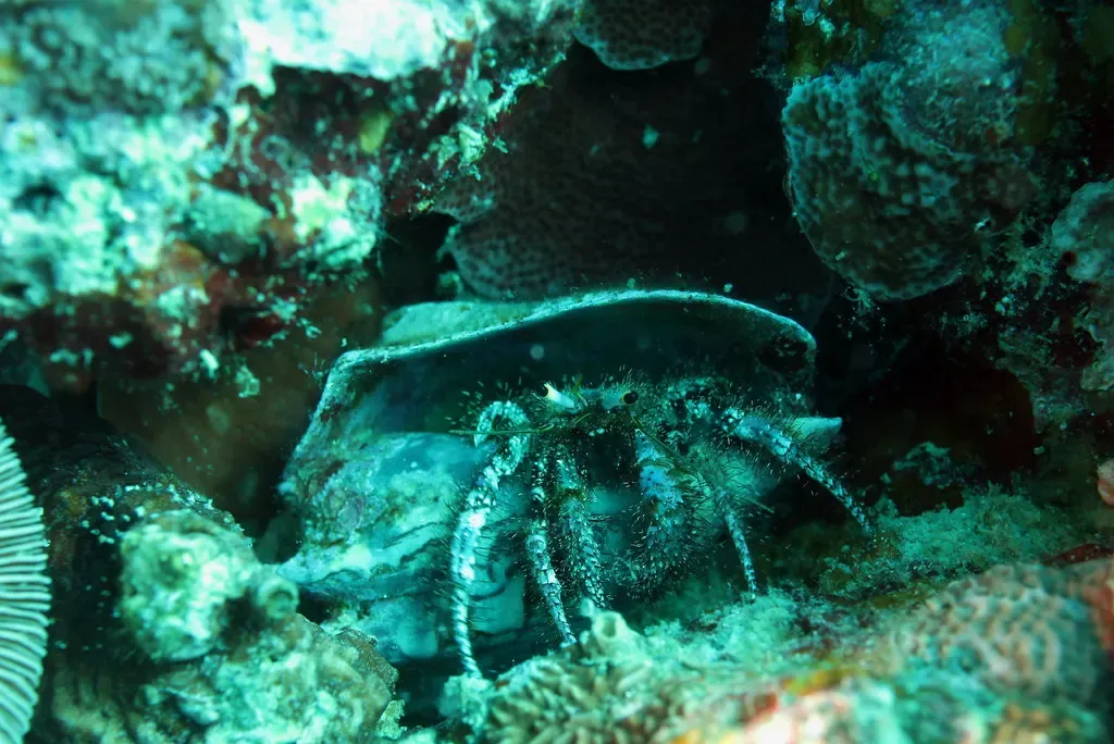 A hermit crab shelters in a shell on the reef wall at Paliton, Siquijor.