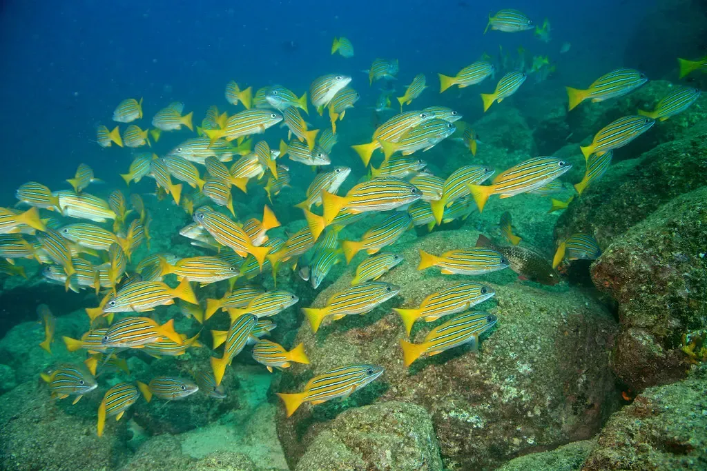 Striped yellow and blue snapper pack tightly together over a rocky reef.