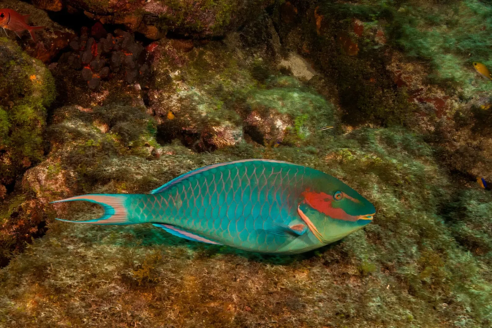 A reef parrotfish (Sparisoma amplum) grazing on a coral reef near Fernando de Noronha