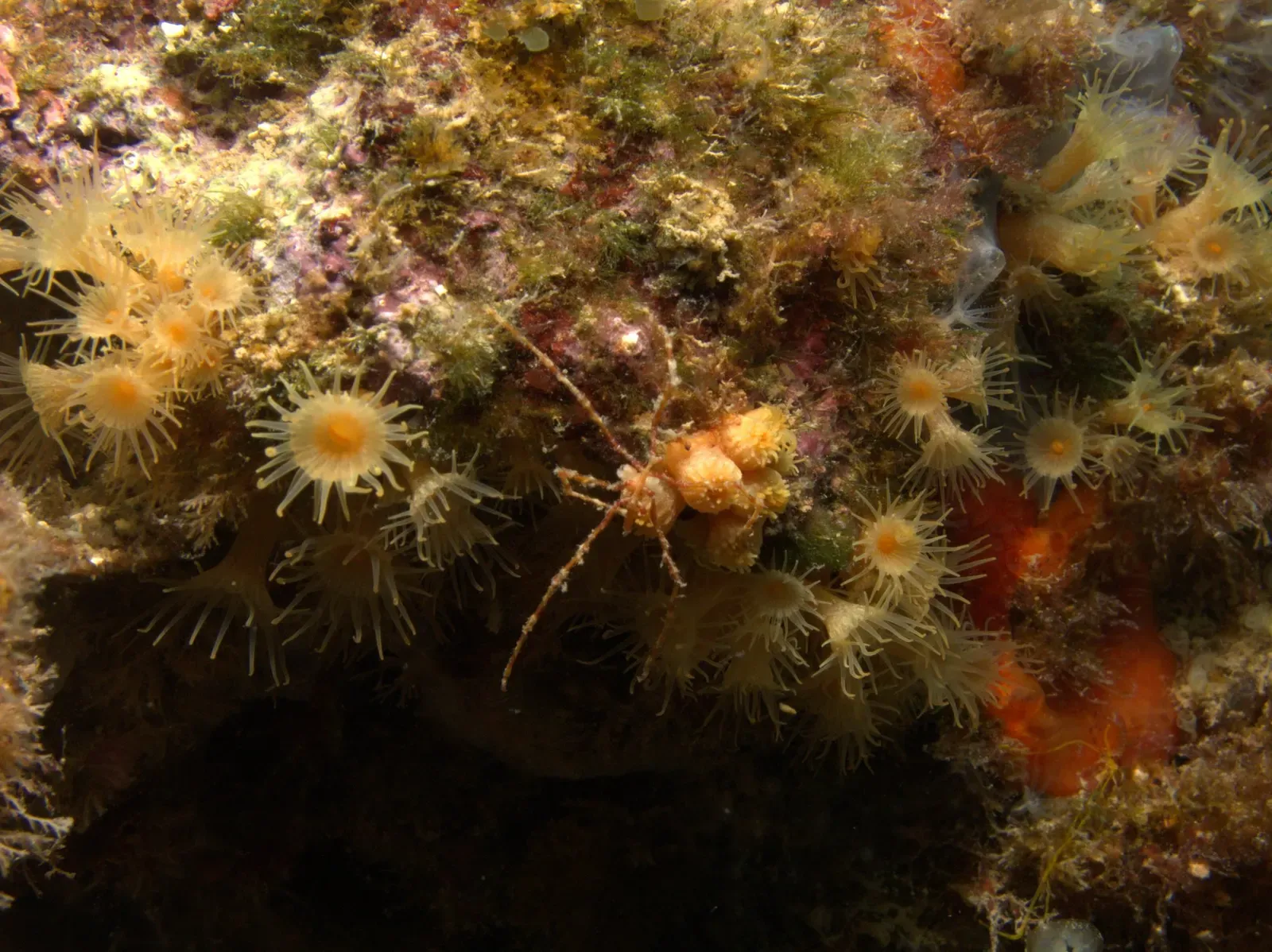 Long-legged spider crab camouflaged among yellow cluster anemones on the reef