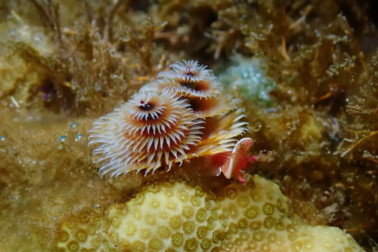 A Christmas tree worm spirals open on coral in the waters off Guadeloupe.